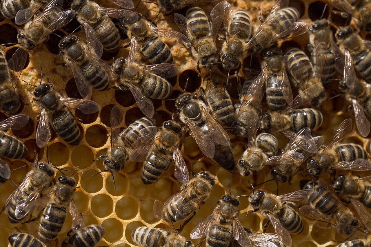 La différenciation des abeilles en reines et ouvrières une question d